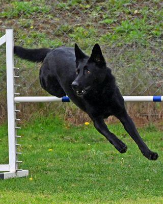 Osa loves agility!