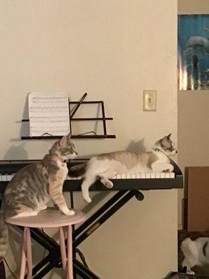 Kitties singing your praises. Wow, meow