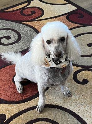 Hattie Mae after being groomed by Gabby at Arfin' Annies!!!  Gorgeous!!!