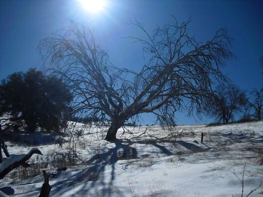 A wonderful tree!