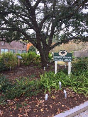 Beautiful live oak