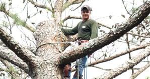 Tree Trimming and Pruning