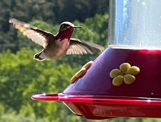 Hummingbirds on the deck