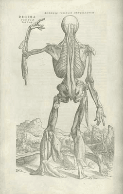 Classic Anatomical Drawing