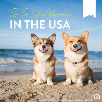 Vacation with your furry friends. Check out dog-friendly beaches in the US.
 https://bit.ly/3HkNZk6