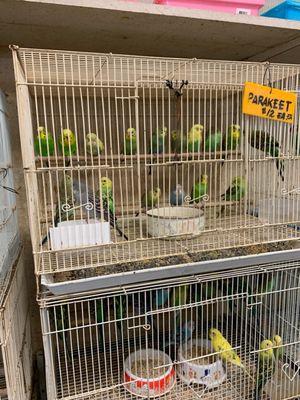 Parakeets for sale