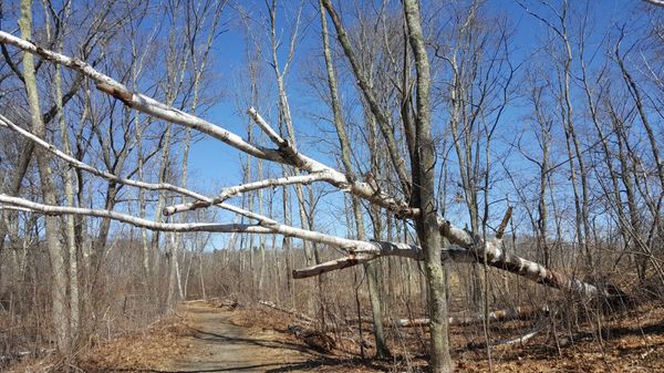 Toppled birch