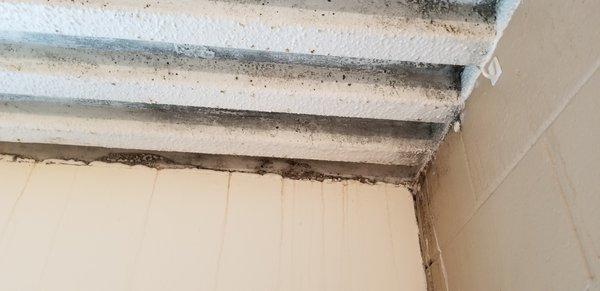 Mold Farmington apt,