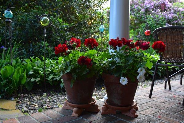 Potted geraniums are among the flowers on the patio