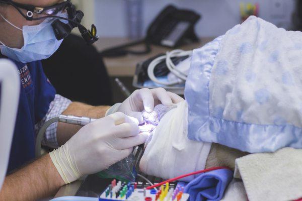 Dr. Coffman performing a root canal!