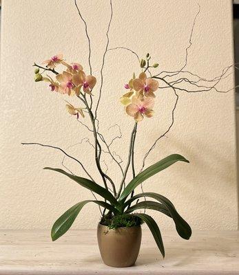 Orchid plant large deluxe