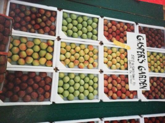 Gasper's garden's apples won 3 place at the Canfield Fair!