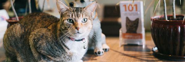 Dory - Eastmont's Clinic Kitty