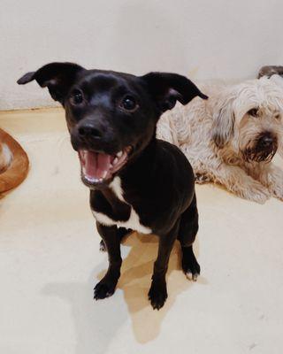 My happy dog, Klaus, snapped by the team at Happy Dogs McCarren!