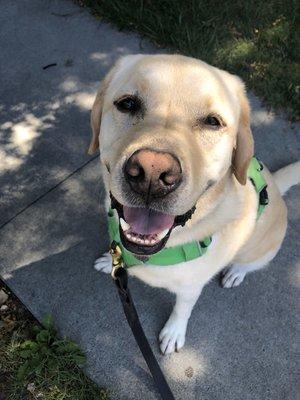 This is Targa, he's a sweet Lab who loves sticks, blueberries and the neighbor down the street!