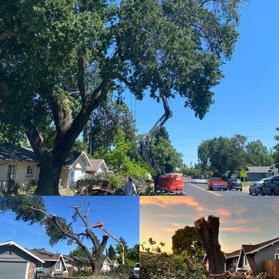 Hazardous tree removal vacaville ca