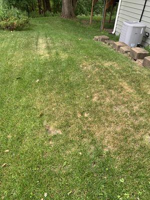 Uneven watering and brown streaks