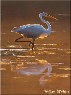 Morning Egret, William McGloin