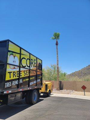 Annual fan palm prune in Glendale,  AZ