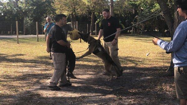 Israeli Special Tactics K9