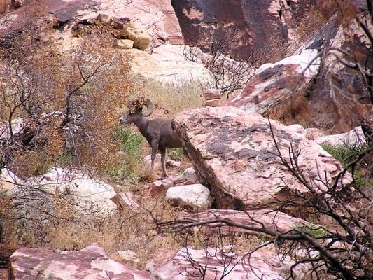 I watched him for several minutes.  If he hadn't stood up, I would have walked right by him.