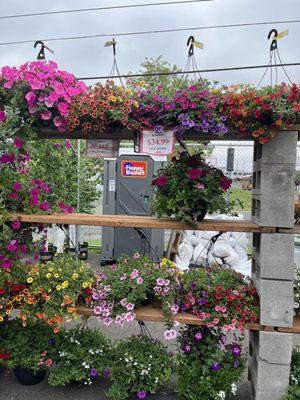 Beautiful hanging baskets