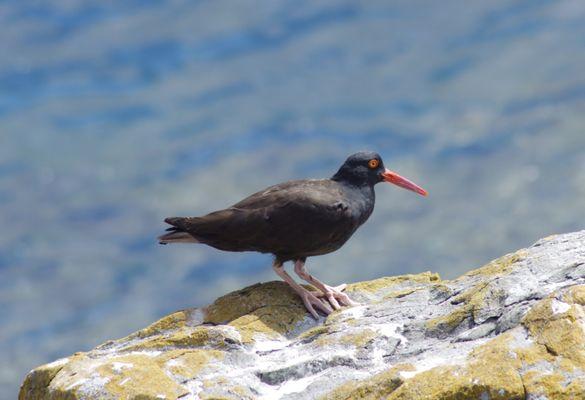 Oystercatcher. Just one of our many favorite birds we see!