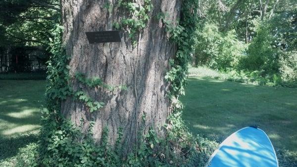 Potentially the largest and oldest White Pine on the North  Shore.