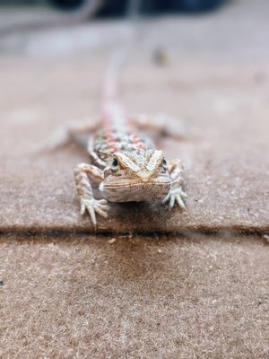 Bearded Dragon