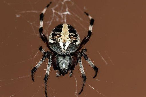 "ARACHNOPHOBIA" In western society, around %55 percent of woman and %18 of men have a fear of spiders.