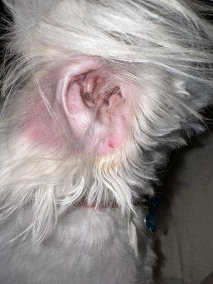 Other ear is bloody, but not cut. Clearly has a ROUND flap.