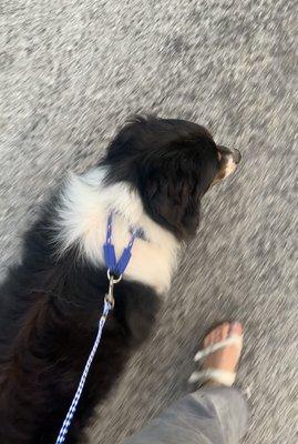 Rowdy perfected his leash work in THREE DAYS!