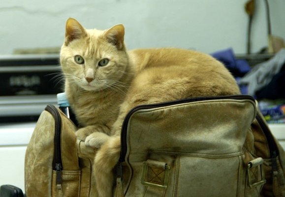 Congo, Montague Veterinary Hospital Resident Cat