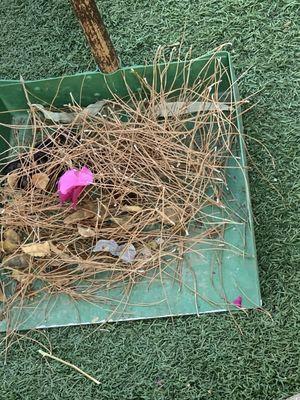 Pine needles that fall in the pool,