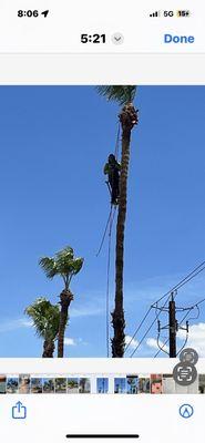 Walt's Tree Service