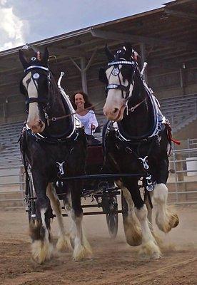 The Shire Horse is a competitive Show Horse