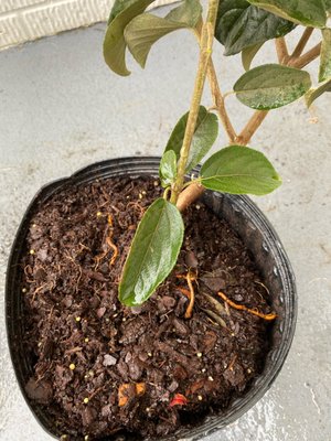 Missing soil, exposed roots