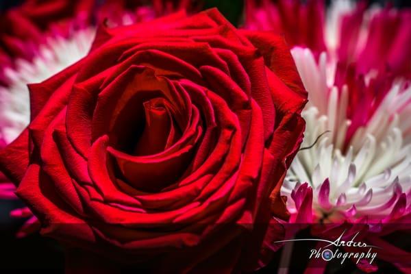 By far my favorite flower is a rose...  Macro Photography in San Antonio, Texas