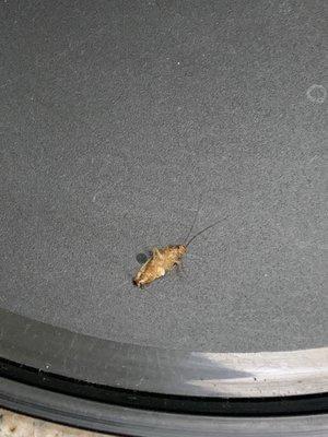 Cockroach