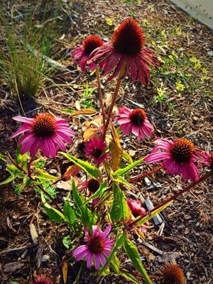 Flowers along the front path