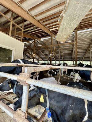 Meet the black & white Holstein Cows @ The Free Weekend Dairy Tour @ Great Brook Dairy Farm in Carlisle MA