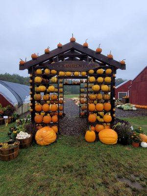 A beautiful array of pumpkins!