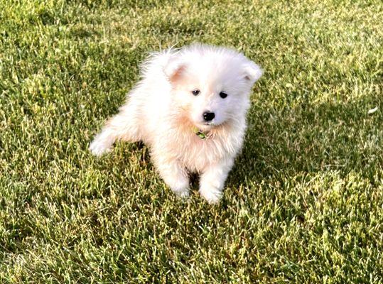 Samoyed Puppy Corner