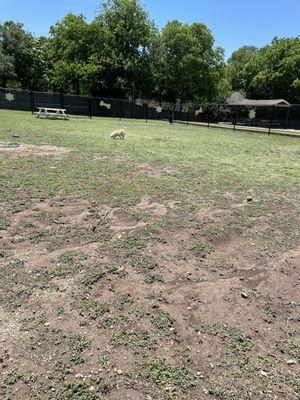 Very big area for leash free dog walking at the park.