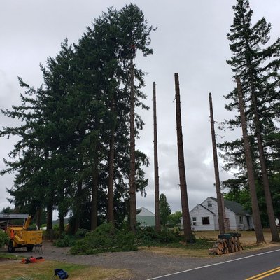 12 trees removed in one week. Boom truck making short work of it.