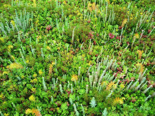 Roof Top Sedums