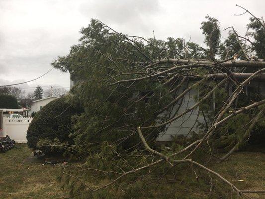 Wind Damage from storm in Nassau County, NY