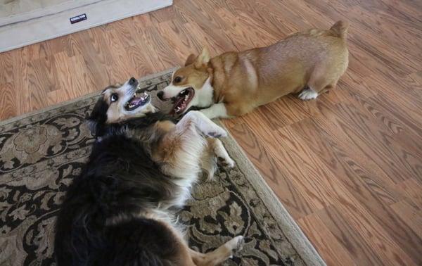 Maddie and Artaius playing during Daycare.