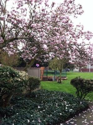 Garden and trees