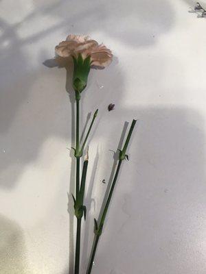 Here is an example of the "quality" of flowers uses. This carnation had stems where blooms use to be and stuck in anyway